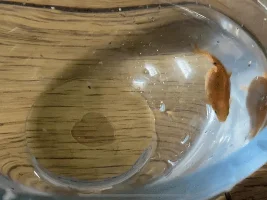 What should I do with my rosy barb?