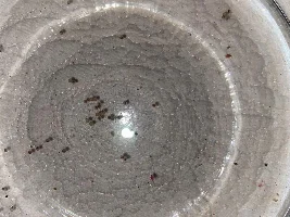 Danio eggs