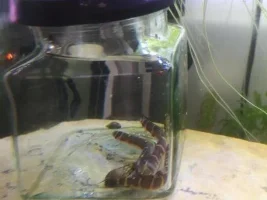 Quarantining Kuhli Loaches (and other loach stuff)