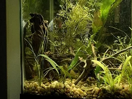 Gourami scaring me(again)