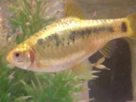 Treatment For Gill Flukes?