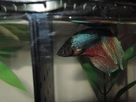 Meet My Betta Fish