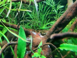 68L HighTech Style Planted
