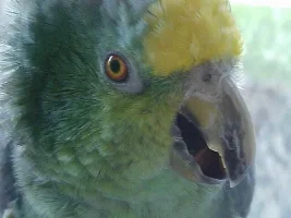 Parrots