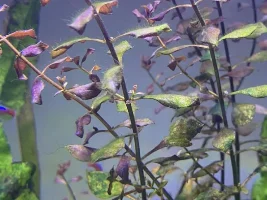 Aquarium plant ID