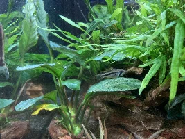 New Apisto