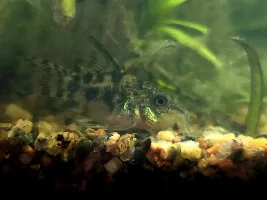 What is your favourite ugly aquarium fish?
