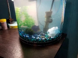 Need Help! Betta with Curled up fins!!?