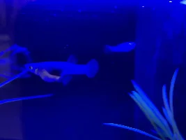 Is my Mosquito Fish Pregnant?