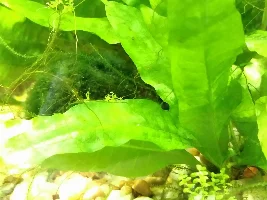 Low maintenance planting advice