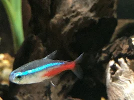 HELP! Fish advice ASAP!