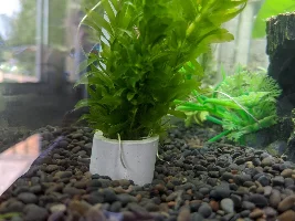 Few fish in Cycle questions