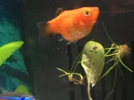 How much longer until she gives birth?