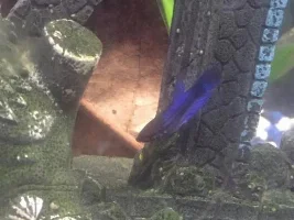 Meet Fezzik