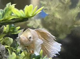 Betta has popeye and possibly a different disease?