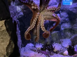 Aquarium of Pacific