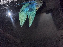 New to fish keeping and my Betta seems to be sick.