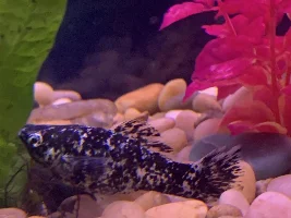 Pregnant Dalmatian & panda molly?