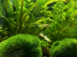My 60L Cube