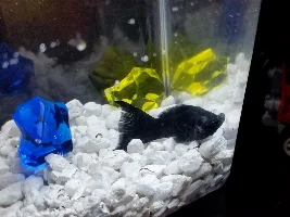 Black Molly Gasping At Bottom!