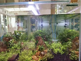 My 260L tank aquascaping project