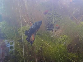 Redoing my 6 gallon