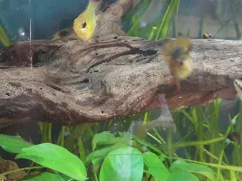 Balloon Bolivian Ram