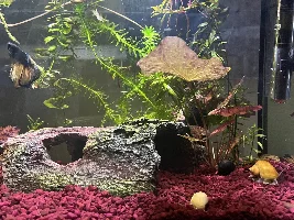 Showing off my tanks!
