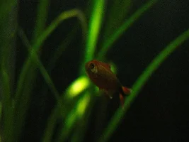 148.6L (39.2 gallon) aquarium journal