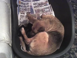 Puppies!
