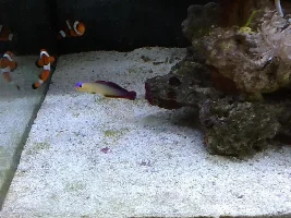 Purple Firefish