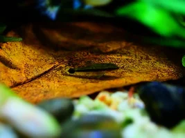 Lazzy Otocinclus Dwarf Catfish