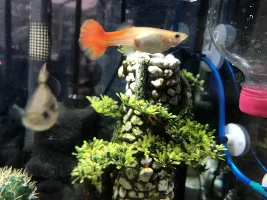 Pregnant guppy