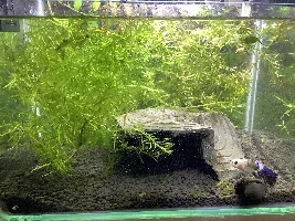 Unpopular Opinions (fish related)