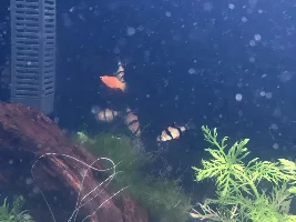 Tiger barb behaviour