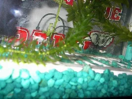 new Betta and Yo yo