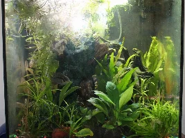 Vote Now - April 2023 Tank of the Month Contest (17 to 30 gallons)