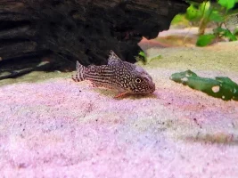 ONLY sterbai corydoras infected