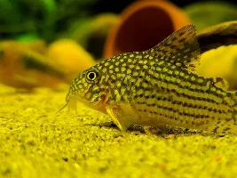 Cories, lots of cories.