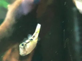 Male or Female Dwarf Pea Puffer?