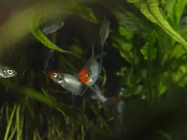 90L Dirted Planted Tank