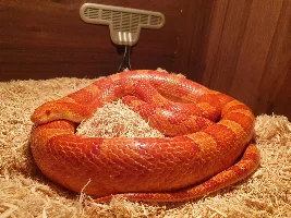 Vote Now - January 2021 Pet of the Month contest