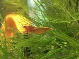 Shrimp questions