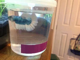 10g Planted Betta Tank(my first tank)