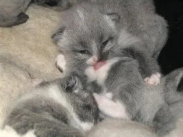more kittens