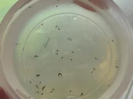 So Many Babies