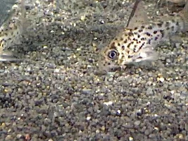 Loretta Cory,yellow Cory and a blue eyed rabauti Cory.