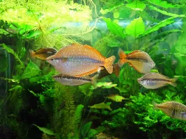 Breeding/fry setup
