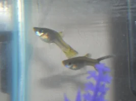 Pregnant Guppy?