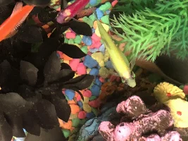 Glo Tetra bloated